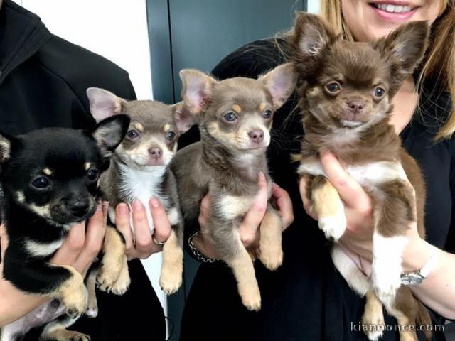 A DONNER SPLENDIDES CHIOTS CHIHUAHUA  L .O. F