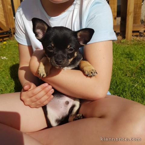 A DONNER SPLENDIDES CHIOTS CHIHUAHUA  L .O. F