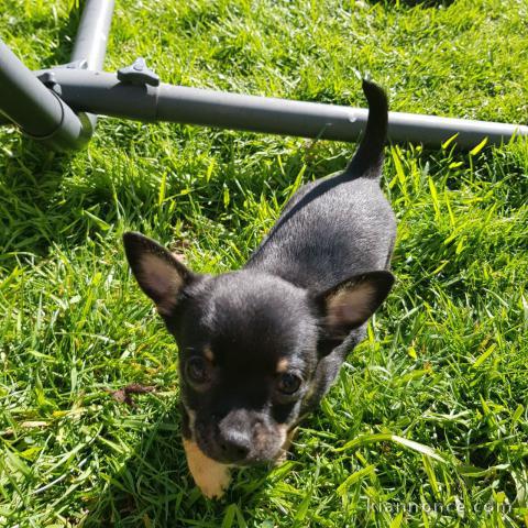 A DONNER SPLENDIDES CHIOTS CHIHUAHUA  L .O. F