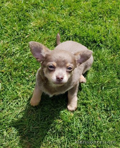 A DONNER SPLENDIDES CHIOTS CHIHUAHUA  L .O. F