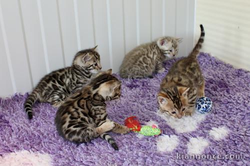 Adorable chaton Bengal à donner