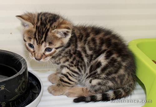 Adorable chaton Bengal à donner