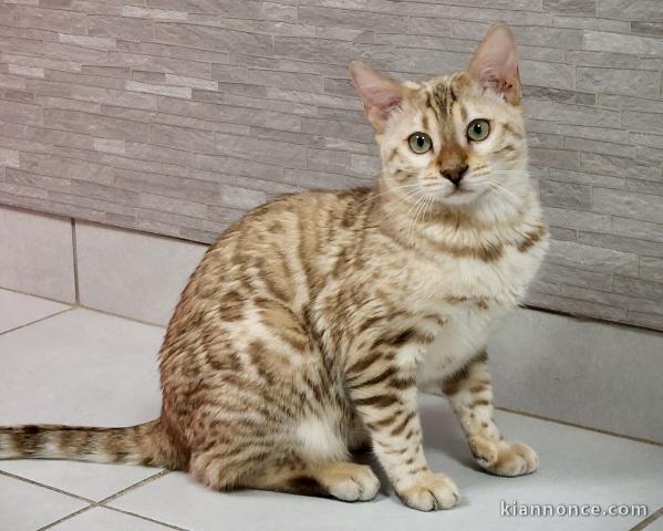 Adorable chaton Bengal à donner 