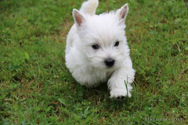 A donner chiots Westie 