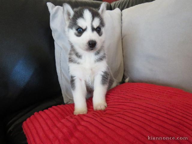 A donner chiot husky siberian femelle yeux bleu