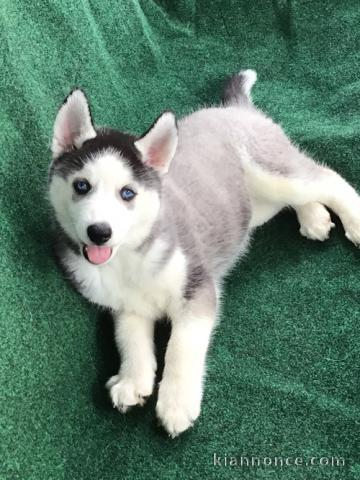 A donner chiot husky siberian femelle yeux bleu