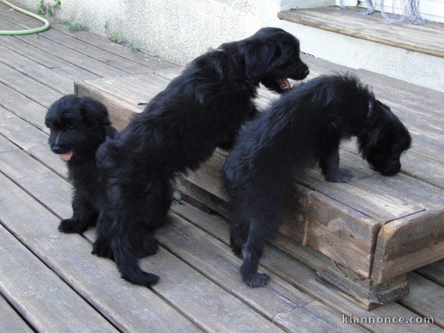 Magnifiques chiots berger des Pyrénées