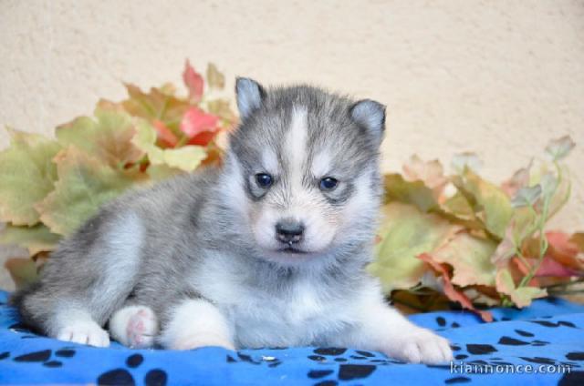 CHIOTS HUSKY DE SIBERIE A DONNER