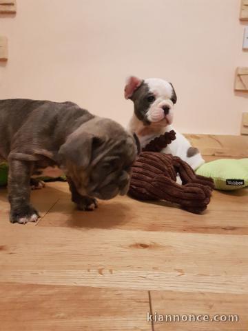 CHIOTS BOULEDOGUE FRANCAIS  A DONNER