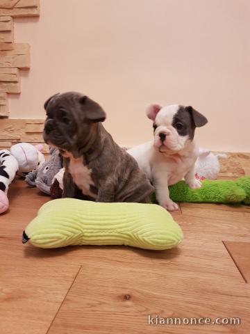 CHIOTS BOULEDOGUE FRANCAIS  A DONNER