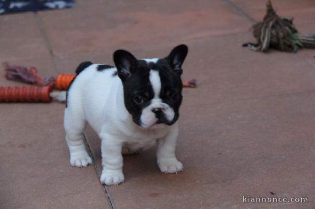 Chiot Bouledogue Français lof a donner