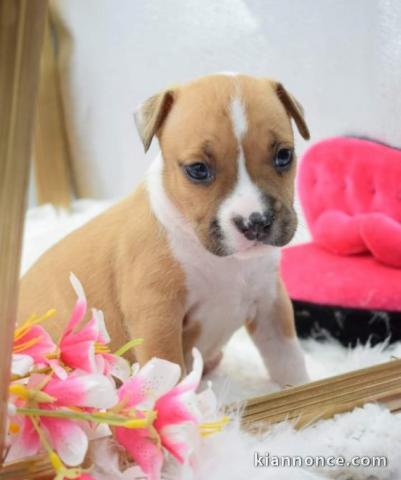 Don de ma petite American Staffordshire Terrier