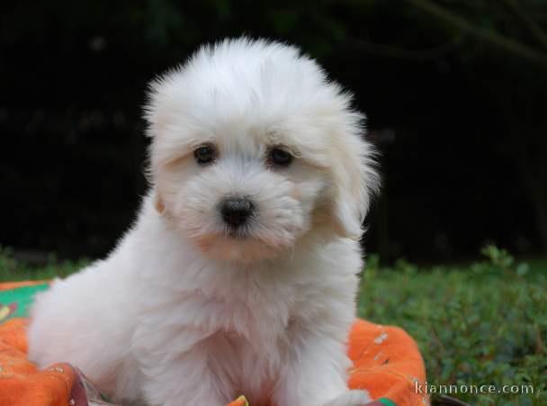 Chiot coton de tulear LOF a donner