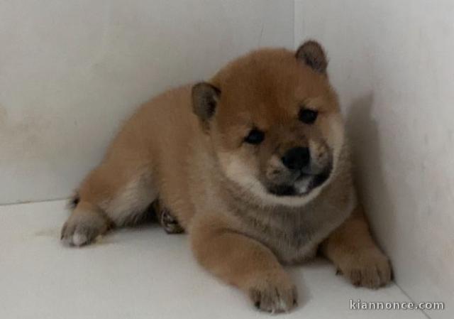 chiot Shiba inu lof a donner