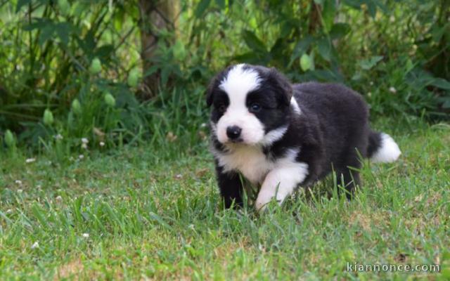 chiots Border collie lof a donner