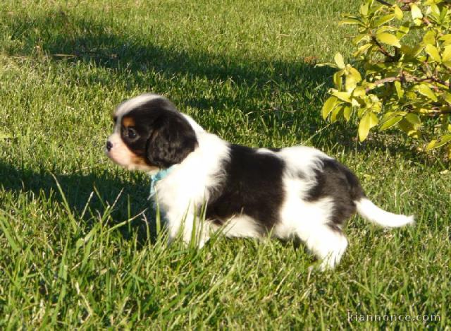 Chiots Cavaliers King Charles LOF a donner