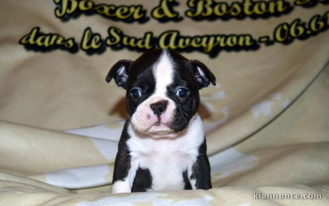 Chiot Boston Terrier  lof a donner