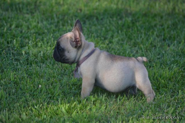 Donne chiot bouledogue français femelle 