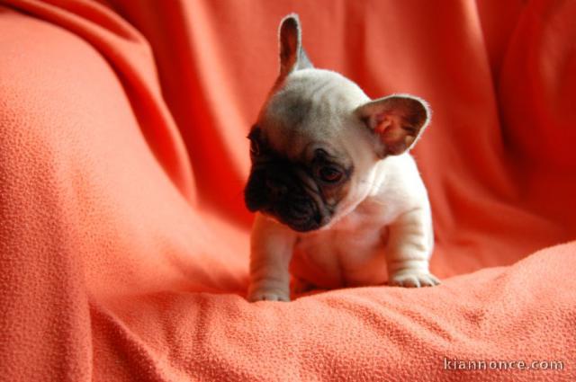 Donne chiot bouledogue français femelle 