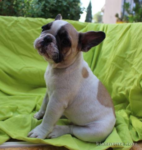 Donne chiot bouledogue français femelle 