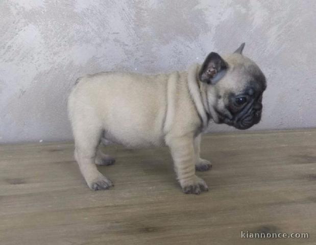 Donne chiot bouledogue français femelle 