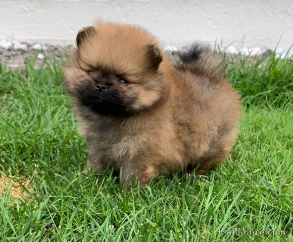 A adopté chiot spitz allemand femelle