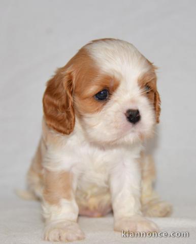 Chiots cavalier king charles femelle blenheim à donner