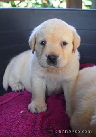 Chiots labradors lof a donner