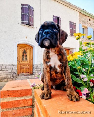 chiot Boxer femelle et mâle a donner