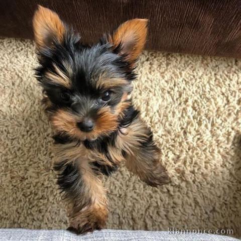 Yorkie Puppies for sale