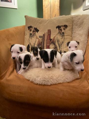 Chiots Jack Russell Terrier