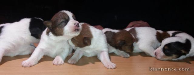 Chiots Jack Russell Terrier