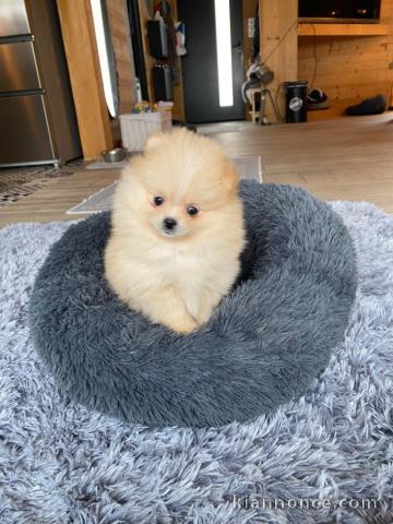 A donner chiot type spitz nain blanche femelle