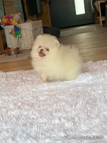 A donner chiot type spitz nain blanche femelle