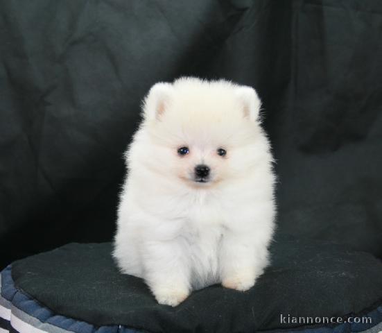 A donner chiot type spitz nain blanche femelle