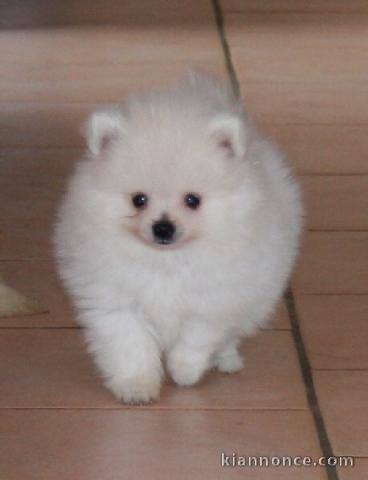 A donner chiot type spitz nain blanche femelle