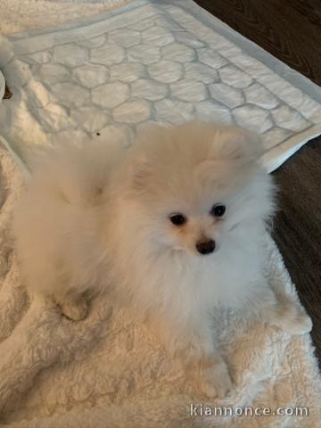 A donner chiot type spitz nain blanche femelle