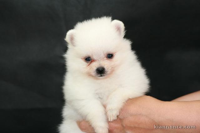 A donner chiot type spitz nain blanche femelle