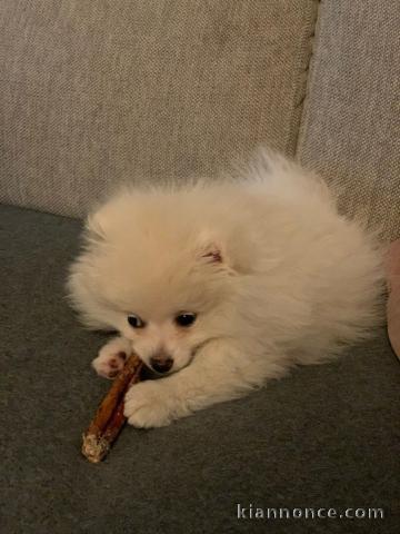 A donner chiot type spitz nain blanche femelle