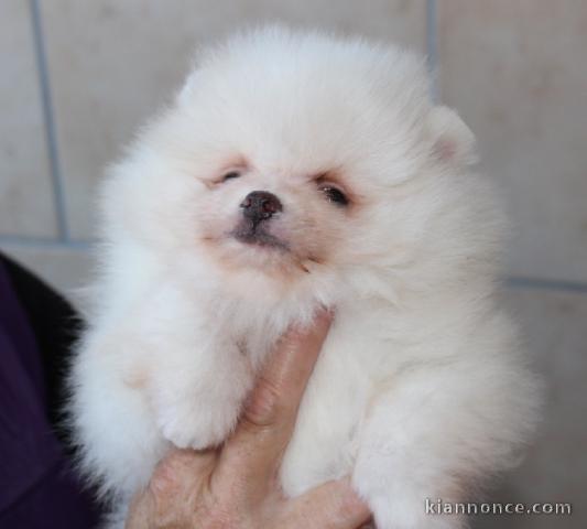 A donner chiot type spitz nain blanche femelle