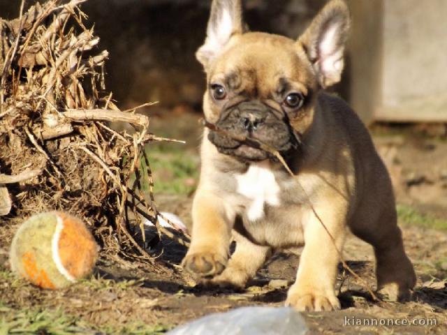 Dons chiot bouledogue français mâle fauve