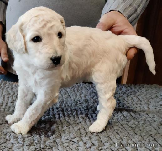 Chiot Grand Caniche femelle/mâle(Royal)LOF