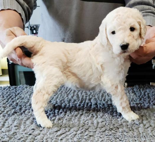 Chiot Grand Caniche femelle/mâle(Royal)LOF