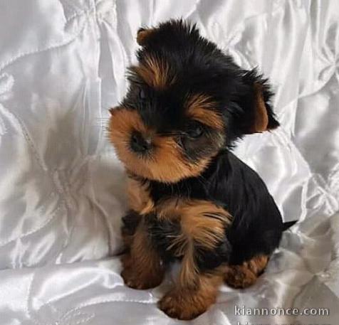 Chiots Yorkshire Terrier pour adoption