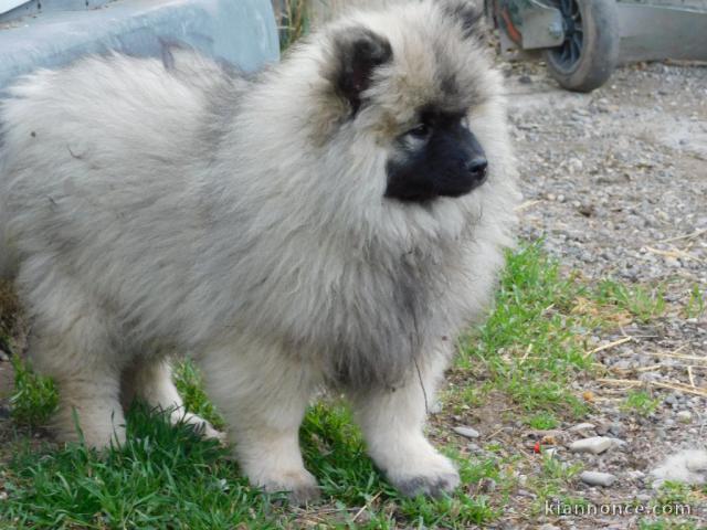 Chiot spitz allemand nain femelle