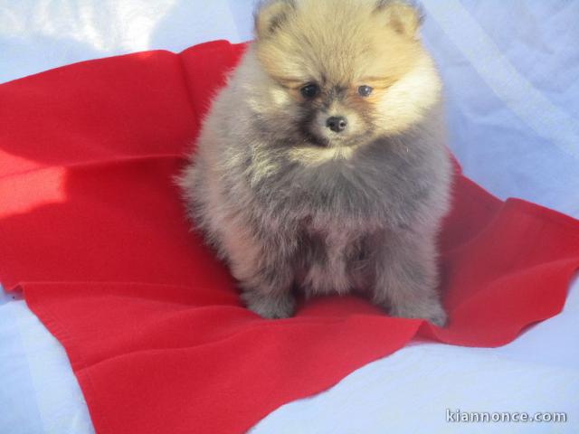 Chiot spitz allemand nain femelle