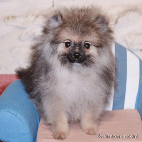 Chiot spitz allemand nain femelle