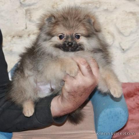 Chiot spitz allemand nain femelle