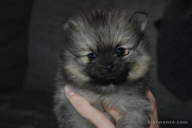 Chiot spitz allemand nain femelle