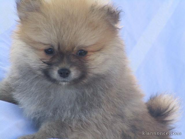 Chiot spitz allemand nain femelle